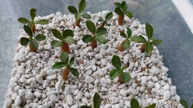 Адениумы Цветение июля 2022 ДОЖДАЛАСЬ ? #адениум #adenium смотреть онлайн