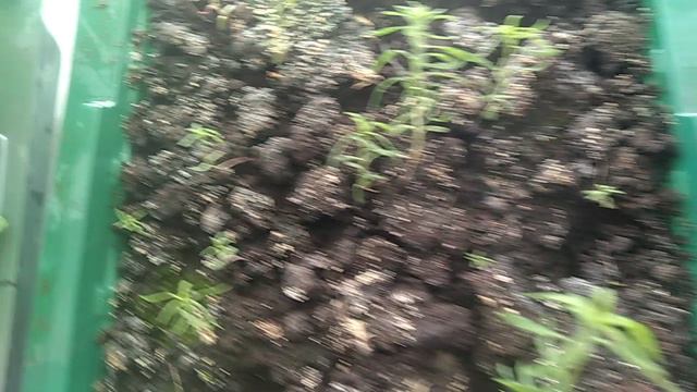 Обзор рассады на подоконнике