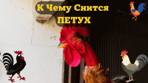 К Чему Снится ПЕТУХ Во Сне | Толкование снов | Сонник Sk1.online