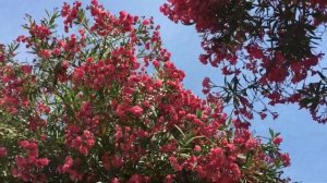 Олеандр-красиво, но очень опасно!!!??????