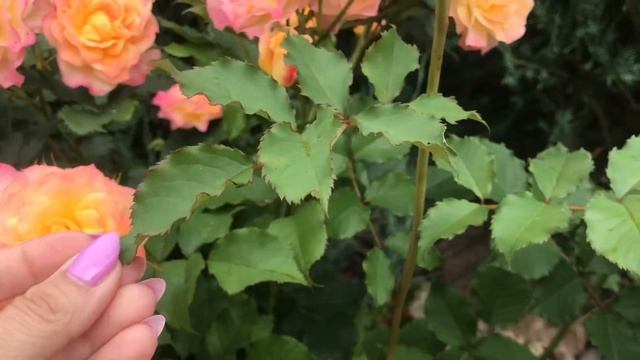 Рекомендую на 500%!! Роза Лэндласт от Кордеса! Rose LandLust !! смотреть онлайн