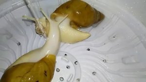 Как купаются улитки ахатины