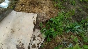 Готовлю яму для посадки груши.