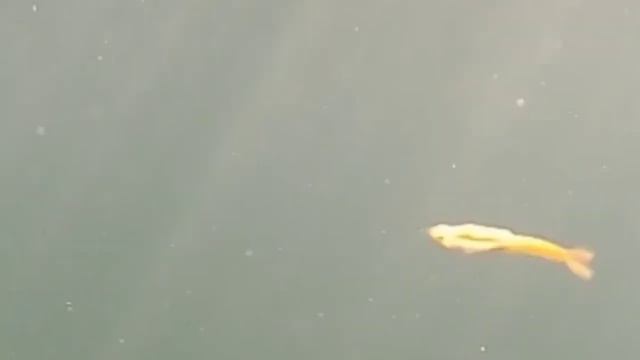 Goldfish? Or Mermaid? Scuba diving in Quarry with Arctic Divers Dive Center - Helsinki, Finland
