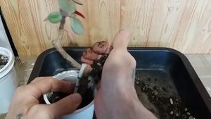 3.Результат укоренения толстянки - крассулы The result of rooting a fat woman - Crassula.mp4
