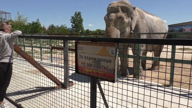 Индийский слон в Тайгане. смотреть онлайн