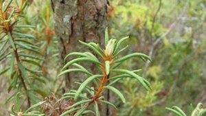 Багульник.Я покажу его Вам...