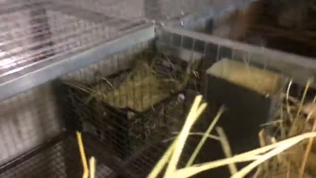 Клетка для кроликов из профиля и сетки своими руками 2 ЧАСТЬ смотреть онлайн