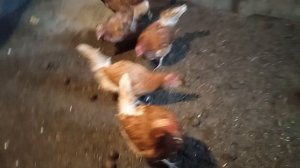 Домик в деревне. Куры несушки.