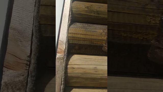 Отбеливание сруба смотреть онлайн