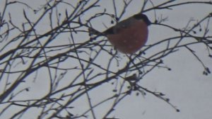 Альберт Салтыков. Снегири.