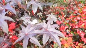 Цветочные клумбы в  Швеции - Стокгольм