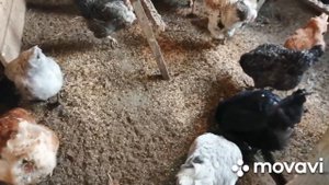 ЗАЧЕМ МНЕ СТОЛЬКО МНОГО КУР И БРОЙЛЕРОВ?!ПОЧЕМУ ПРОДАЮ ИНДЮКОВ?ДОМИНАНТЫ,РЕД БРО,ПЛИМУТРОКИ!СНЕГ!