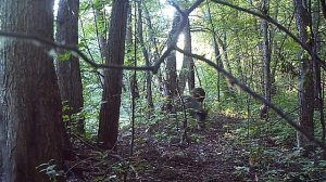 Животные Южного Урала. Кабаны.