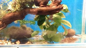 карликовые шпорцевые лягушки