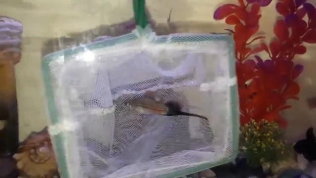 Как отличить пол данио и меченосца смотреть онлайн