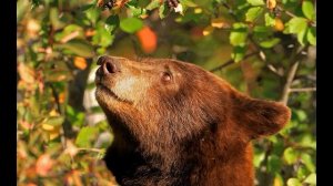 Как выжить при встрече с медведем?