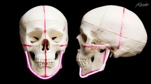 How to Sculpt a Man or Woman - 10 Key Anatomical Differences