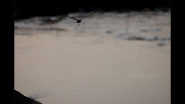 The Canon EOS R5 camera with Omar El Sayed смотреть онлайн