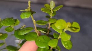 Мирсина(Африканский Мирт) 3