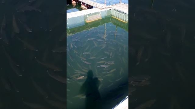 Пересадка годовика форели смотреть онлайн