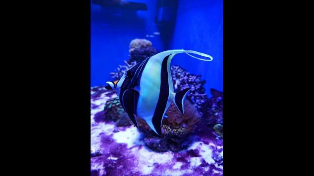 Аквариумистика Анапы смотреть онлайн