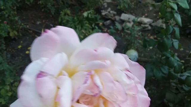 Роза Глория дей смотреть онлайн