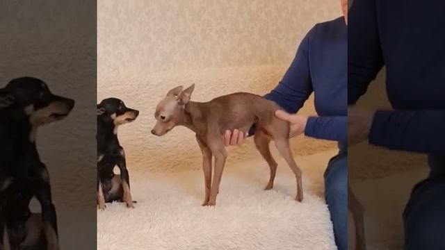 Отличия пород Русский Той и Пражский Крысарик. смотреть онлайн