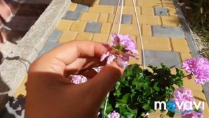 Плющелистная пеларгония PAC Lilac Rose