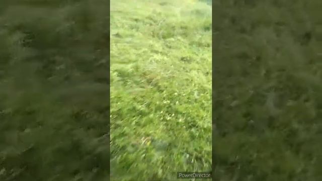 Щенок Западно сибирской лайки 3 месяца