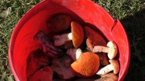 БЕЛЫЕ Грибы? Сушка Грибов в Печи ?.Интересно придумали ! ?ПОДПИСЫВАЙТЕСЬ ?на 1000 !?