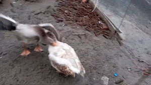 #гусиные бои #ЕденскийпротивГорьковского #Молодыегусакиктосильнее