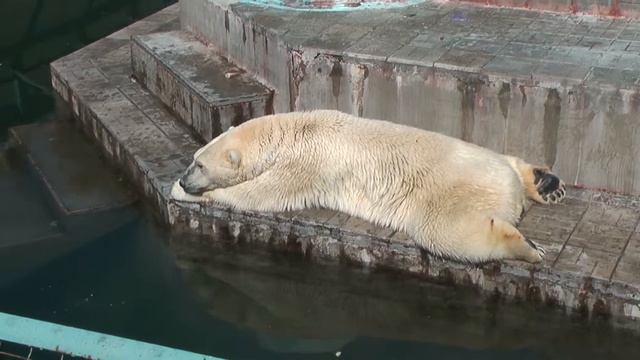 Футаж Новосибирский зоопарк 001152 смотреть онлайн