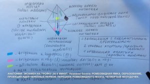Билет 015. РОМБОВИДНЫЙ МОЗГ. ПРОЕКЦИЯ ЯДЕР ЧЕРЕПНЫХ НЕРВОВ. ПЕРЕШЕЕК. ЧЕТВЁРТЫЙ ЖЕЛУДОЧЕК.