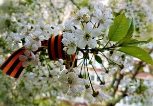 Что такое День Победы.mp4