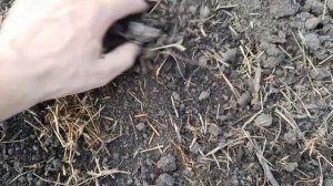 Посадка арбузов и дынь семенами в грунт и подготовленные ямки!