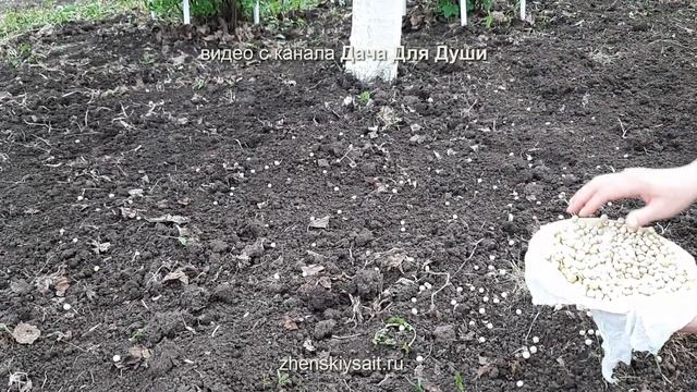 Сеем ГОРОШЕК на второй урожай ???