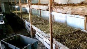 Эксперимент по проращиванию зерна для корма червю