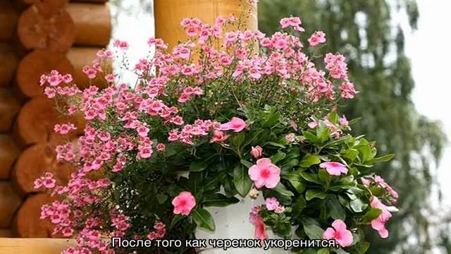 Диасция — многолетнее ампельное растение