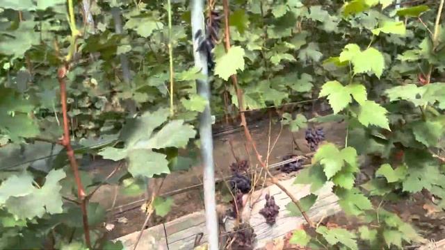 Г.ф. Красная Роза, дамасская красавица, мустанг, сиреневый и др. смотреть онлайн