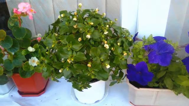 цветя beautiful flowers смотреть онлайн