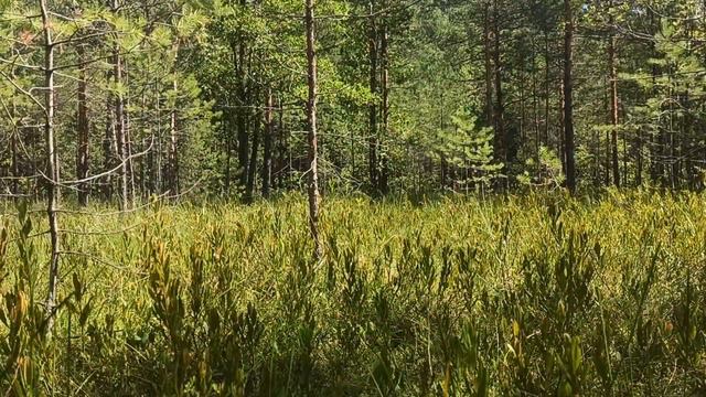 Хомус Василия Коваценко на болоте смотреть онлайн