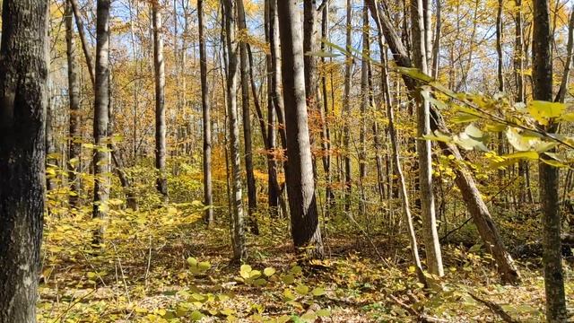 №335/ ВОСПОМИНАНИЯ  о ПРИЯТНОЙ прогулке в ОСЕННИЙ лес (РЯДОВКА)