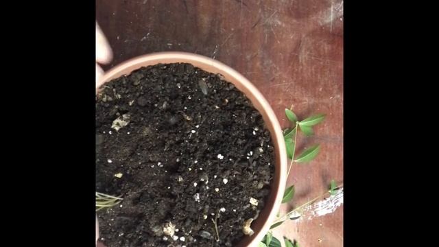 207.. Барвинок  на подоконнике. Сажаю в горшок на зиму.