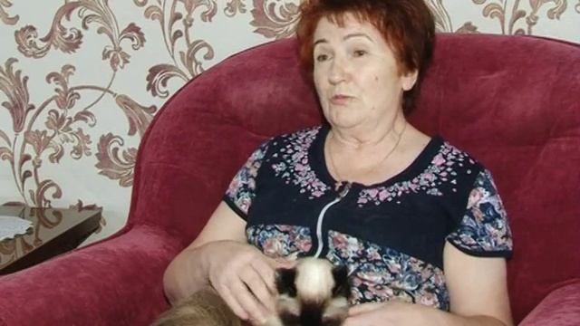 Мейн кун и Сиамские коты нашли взаимопонимание смотреть онлайн