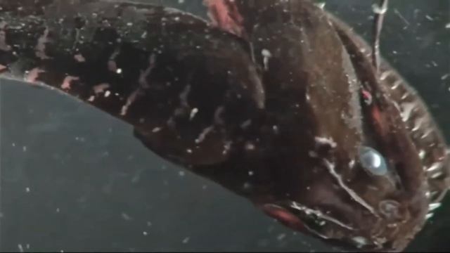 МОРСКИЕ ЧУДОВИЩА ОКЕАНОВ
