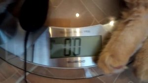 Котенок Мейн Кун 3 месяца || Kitty Maine Coon 3 months