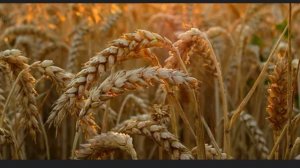 Нива вся белешенька стоит