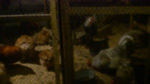 Зимнее содержание кур