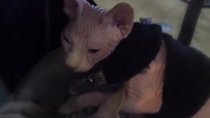 канадский сфинкс много думают однако